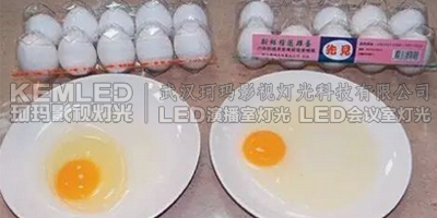 左為利用LED燈控制雞舍照明所產(chǎn)的雞蛋，蛋清黏稠、蛋黃像球般挺立